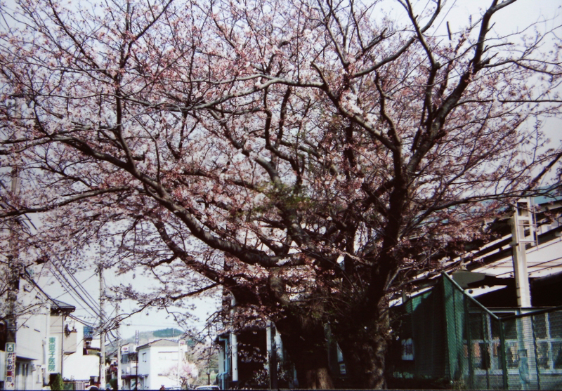 東逗子駅の桜（平成16年）