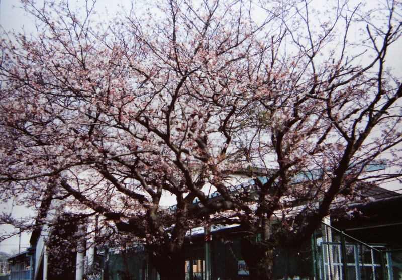 東逗子駅の桜（平成16年）