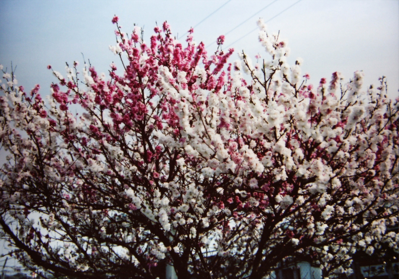 東逗子駅の桜（平成16年）