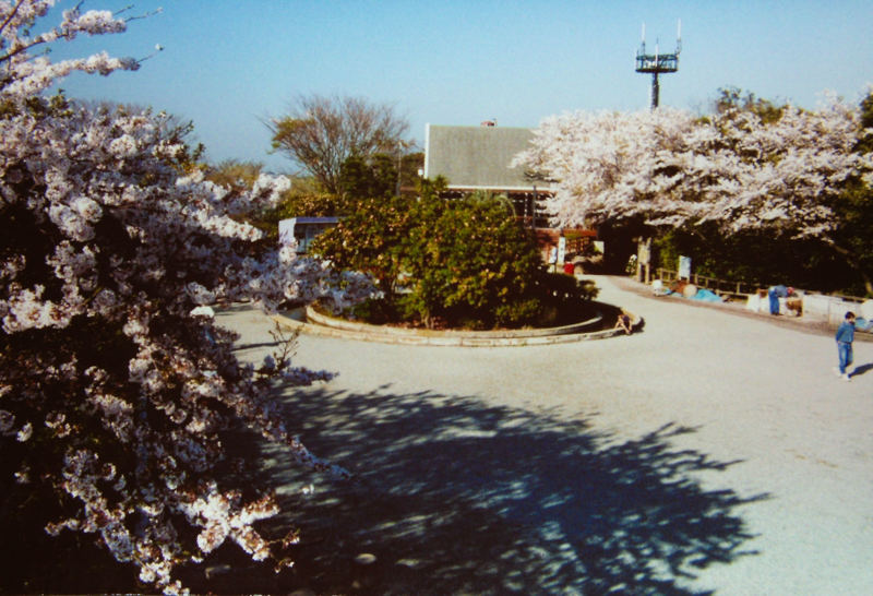 披露山公園の桜（平成10年）