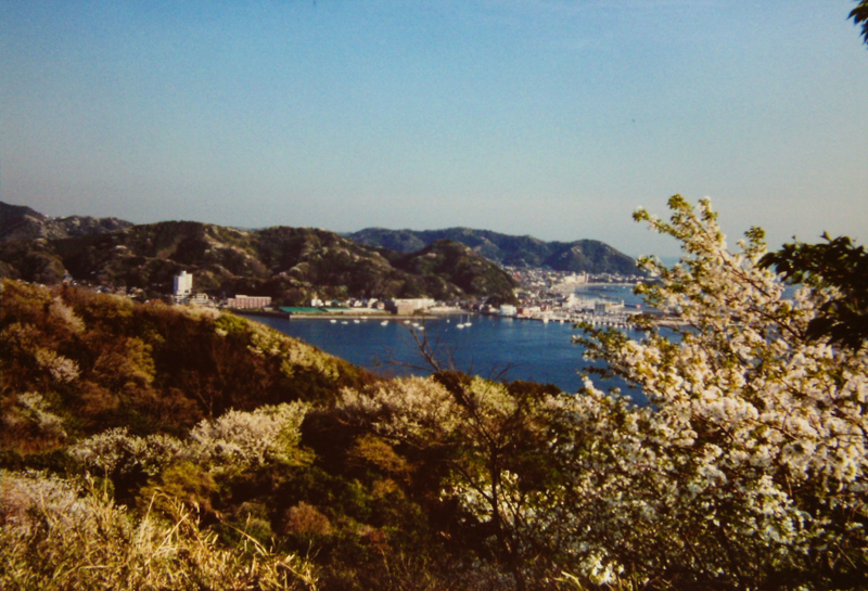 披露山公園の桜（平成10年）