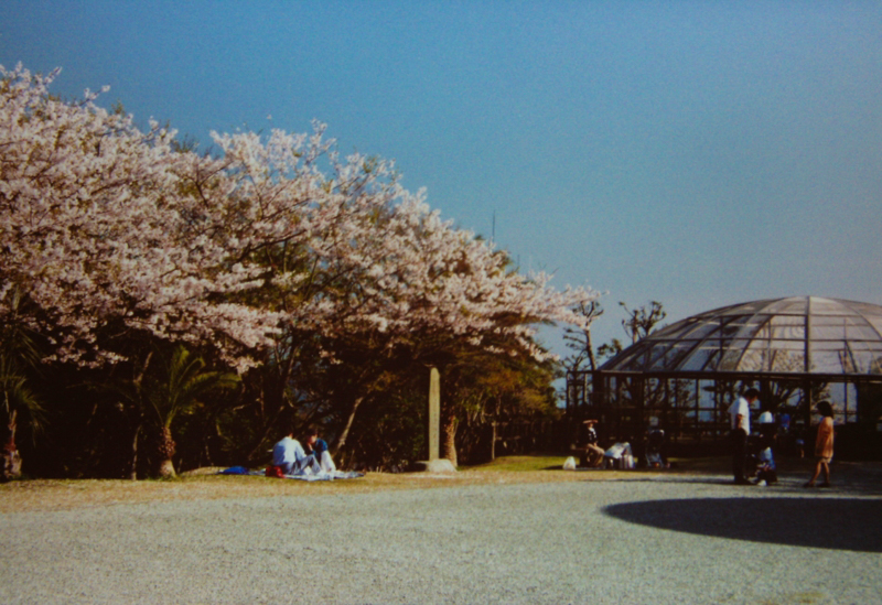 披露山公園の桜（平成10年）