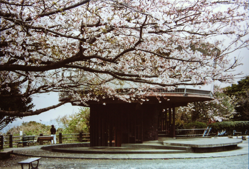 披露山公園の桜（平成13年）