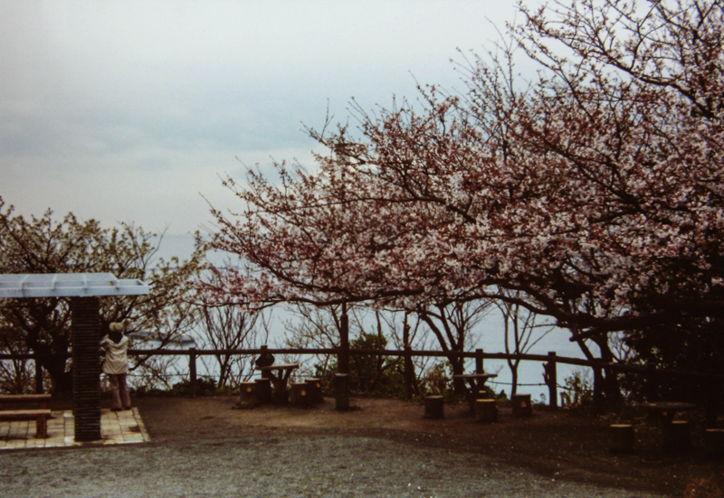 披露山公園の桜（平成13年）