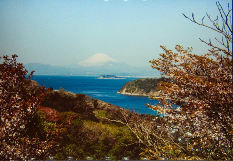 披露山から見た桜（平成12年）