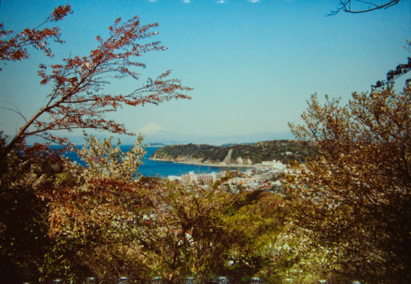 披露山から見た桜（平成12年）