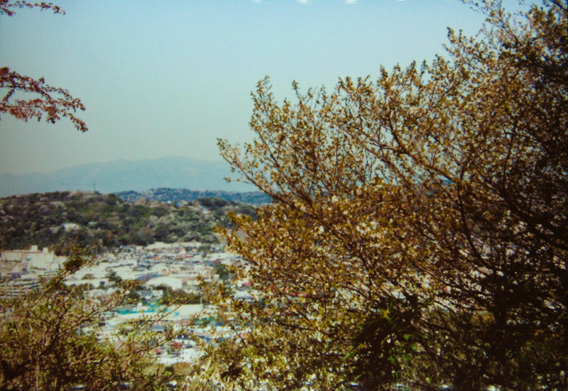 披露山から見た桜（平成12年）