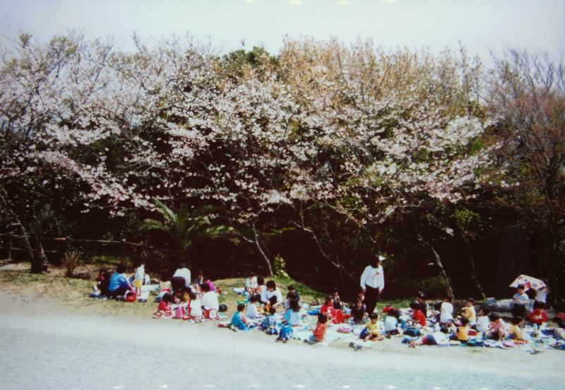 披露山公園の桜（平成12年）