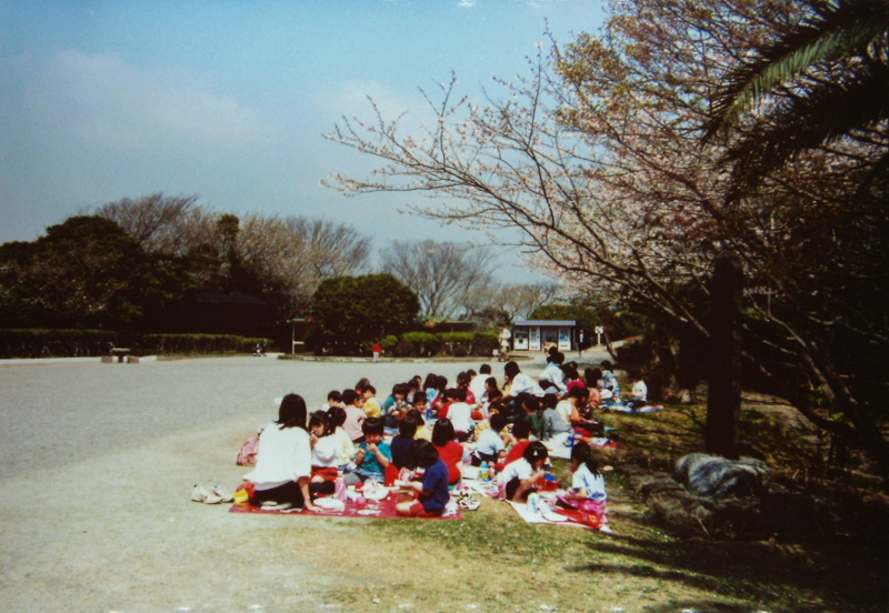 披露山公園の桜（平成12年）