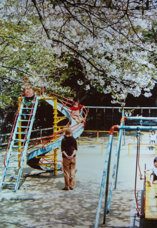 披露山公園の桜（平成12年）