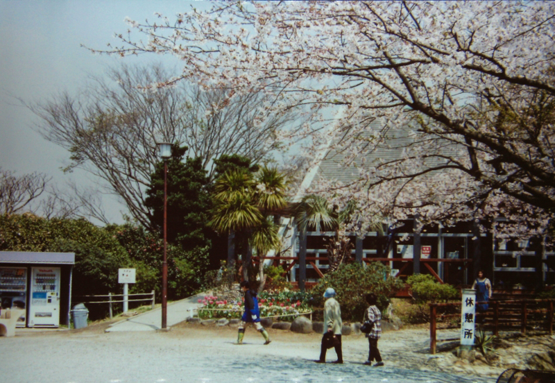 披露山公園の桜（平成12年）