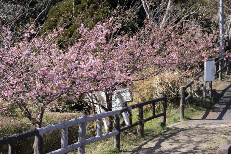 披露山公園の河津桜（平成２９年）