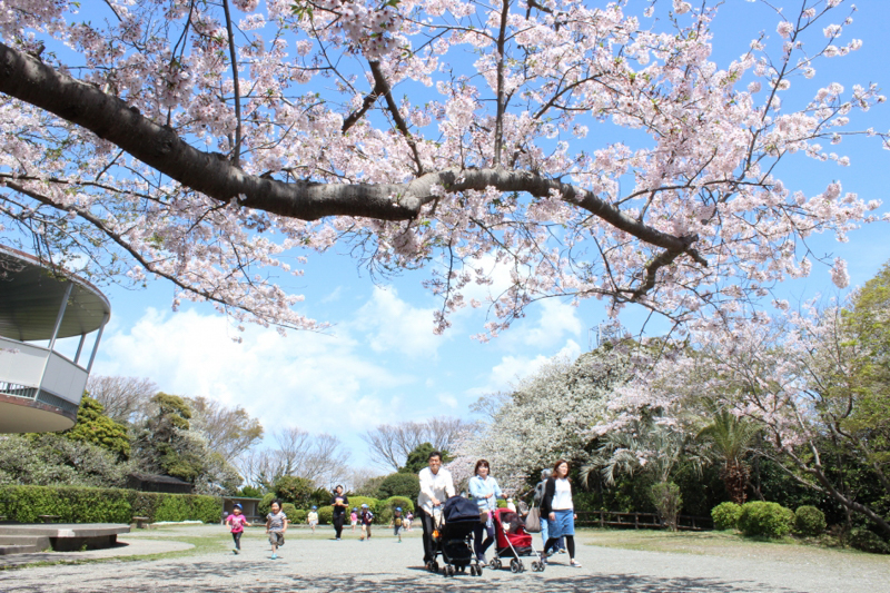 披露山公園の桜（平成２９年）