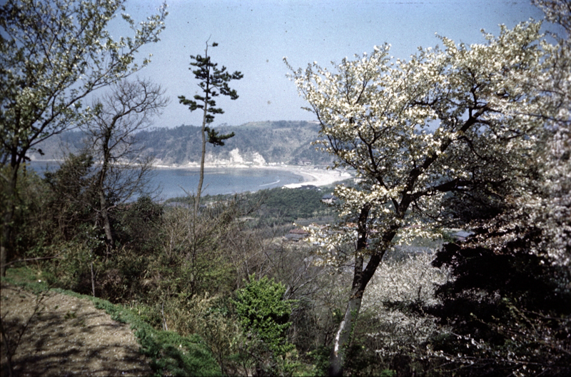 桜山からの眺め（昭和34年）