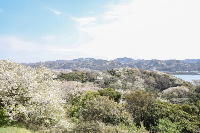 披露山公園の桜（平成30年）
