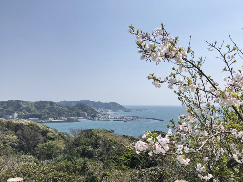 披露山公園の桜（令和2年）