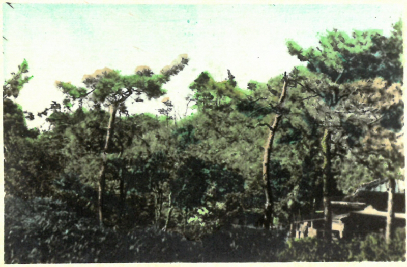逗子八景(昭和30年ごろ)