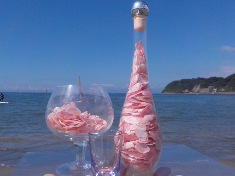 Z-77 逗子の浜のさくら貝