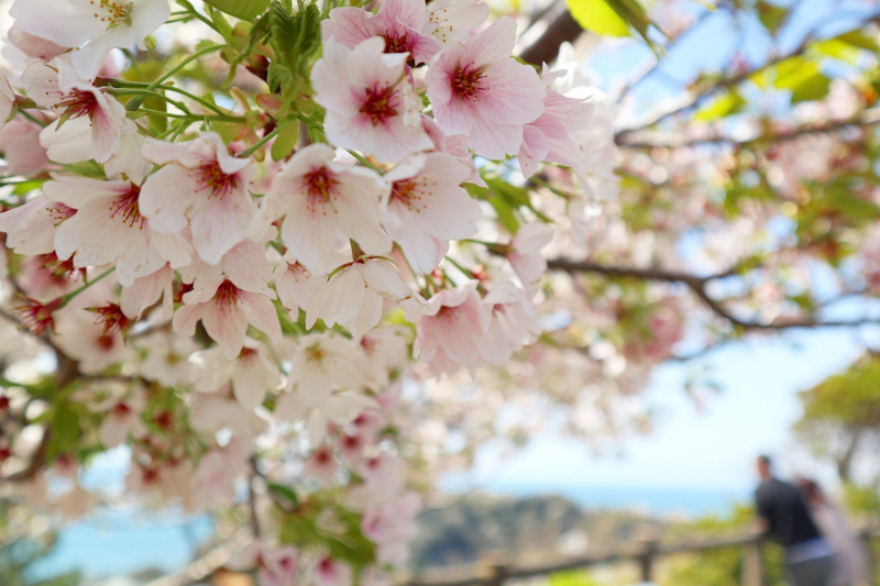 Z-114 逗子って実は桜の名所！？