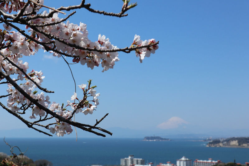 Z-115  桜と富士と江ノ島と